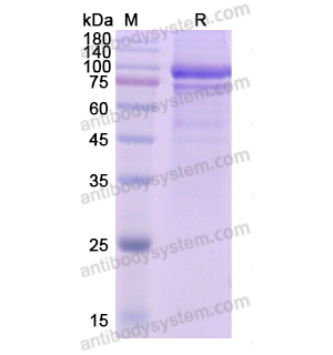 重组AMH蛋白,Recombinant Human AMH, C-Fc