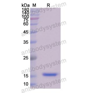 重組PDGFA蛋白,Recombinant Human PDGFA, N-His