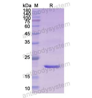 重組RLN2蛋白,Recombinant Human RLN2, N-His