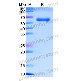 重組NR3C1蛋白,Recombinant Human NR3C1, N-His