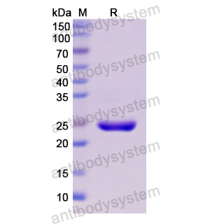 重組CD230/PRNP蛋白,Recombinant Human CD230/PRNP, N-His