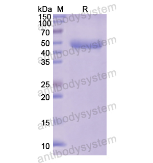 重組LCAT蛋白,Recombinant Human LCAT, N-His