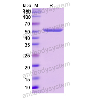 重組HRG蛋白,Recombinant Human HRG, N-GST