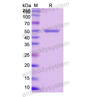 重組SEMG1蛋白,Recombinant Human SEMG1, N-His