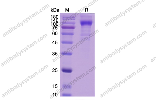 重組CD340/ERBB2蛋白,Recombinant Human CD340/ERBB2, C-His