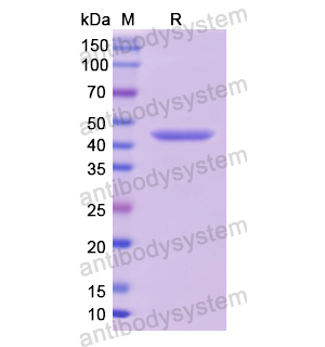 重组TP53/p53蛋白,Recombinant Human TP53/p53, N-His