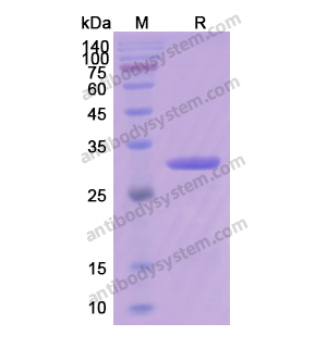 重组HSPB1/HSP27蛋白,Recombinant Human HSPB1/HSP27, N-His