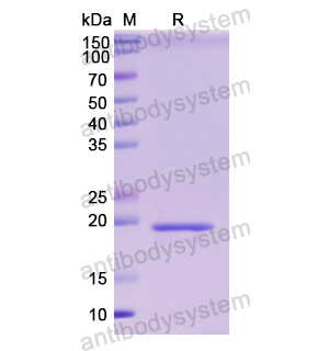 重組IFNA4蛋白,Recombinant Human IFNA4, N-His