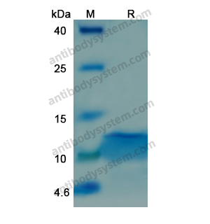 重組IGF1蛋白,Recombinant Human IGF1, C-His