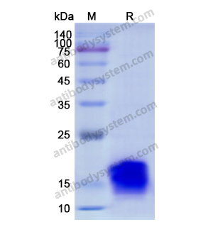 重組IGF1蛋白,Recombinant Human IGF1, N-His