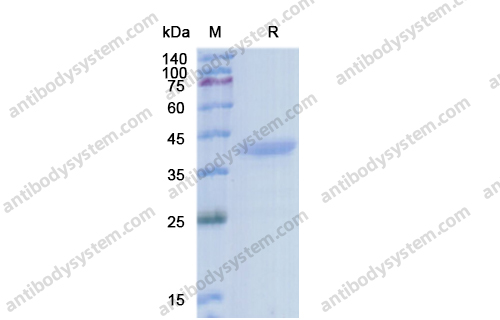 重組IGF1蛋白,Recombinant Human IGF1, C-Fc