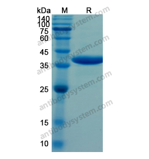 重組ARG1蛋白,Recombinant Human ARG1, N-His