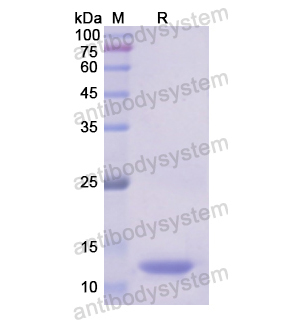 重組ALDH2蛋白,Recombinant Human ALDH2, N-His