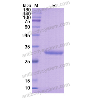 重組CD61/ITGB3蛋白,Recombinant Human CD61/ITGB3, N-His