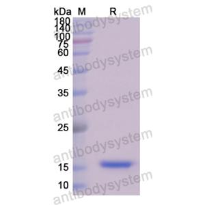 重組PDGFA蛋白,Recombinant Human PDGFA, N-His