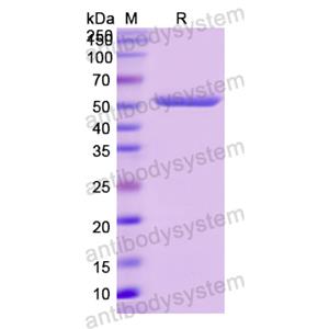 Recombinant Human HRG, N-GST