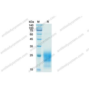 重组CD90/THY1蛋白,Recombinant Human CD90/THY1, C-His