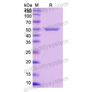 重組SEMG1蛋白,Recombinant Human SEMG1, N-His
