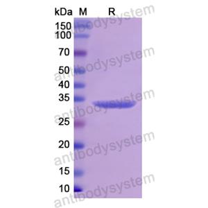 Recombinant Human PRM1, N-GST