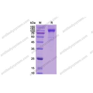 Recombinant Human CD340/ERBB2, C-His