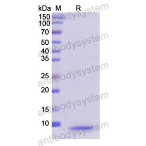 Recombinant Human MT1A, N-His