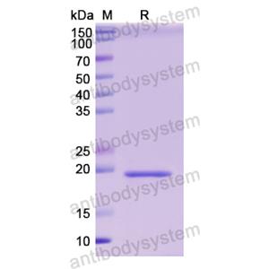 Recombinant Human IFNA4, N-His