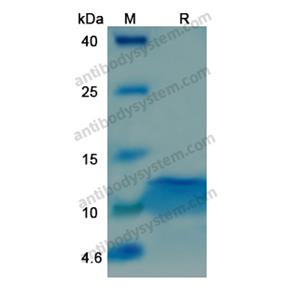 Recombinant Human IGF1, C-His