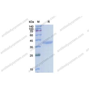 Recombinant Human IGF1, C-Fc