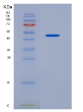 Recombinant Fibroblast Growth Factor 7 (FGF7),Recombinant Fibroblast Growth Factor 7 (FGF7)