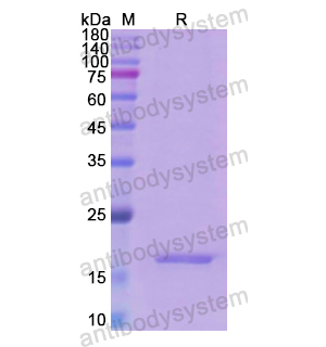 重組INHA蛋白,Recombinant Human INHA, N-His