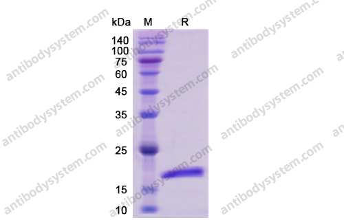 重組IL4蛋白,Recombinant Human IL4, C-His