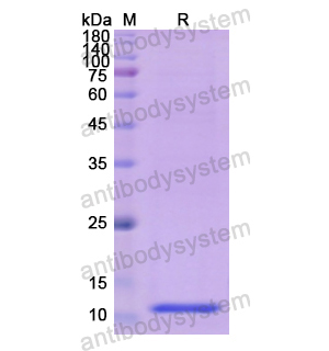 重組HMGN1蛋白,Recombinant Human HMGN1, N-His