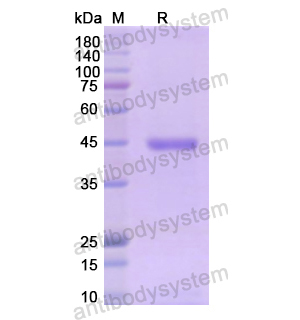 重組SERPINE1/PAI-1蛋白,Recombinant Human SERPINE1/PAI-1, N-His