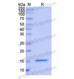 重組LGALS2蛋白,Recombinant Human LGALS2, N-His