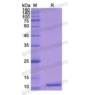 重组MPO蛋白,Recombinant Human MPO, N-His