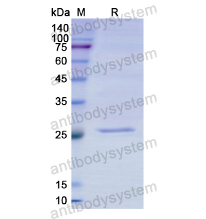 重組CYP1A2蛋白,Recombinant Human CYP1A2, N-His