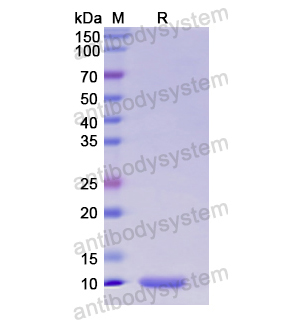 重組HMGN2蛋白,Recombinant Human HMGN2, N-His