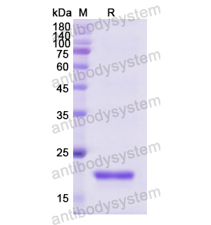 重組FGF1蛋白,Recombinant Human FGF1, No tag