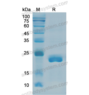 重組IL6蛋白,Recombinant Human IL6, N-His