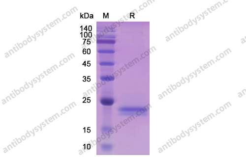 重組IL6蛋白,Recombinant Human IL6, C-His