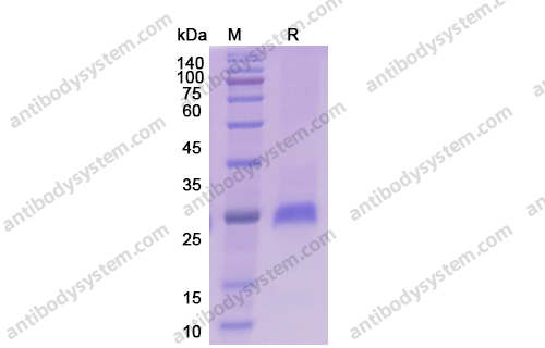 重组IL6蛋白,Recombinant Mouse IL6, C-His