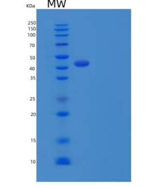Recombinant Human OX-40L / TNFSF4 / CD252 Protein (Fc Tag),Recombinant Human OX-40L / TNFSF4 / CD252 Protein (Fc Tag)