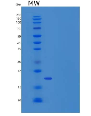 Recombinant Human IL36G / IL1F9 Protein,Recombinant Human IL36G / IL1F9 Protein