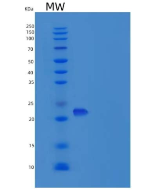 Recombinant Mouse ICAM-2 Protein,Recombinant Mouse ICAM-2 Protein