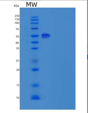 Recombinant Mouse ICAM-2 / CD102 Protein (Fc tag)(Fc tag),Recombinant Mouse ICAM-2 / CD102 Protein (Fc tag)(Fc tag)