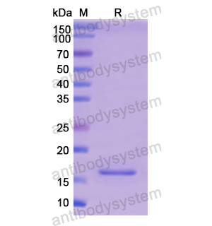 重组MYL1蛋白,Recombinant Human MYL1, N-His