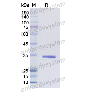 重組CD1A蛋白,Recombinant Human CD1A, N-His