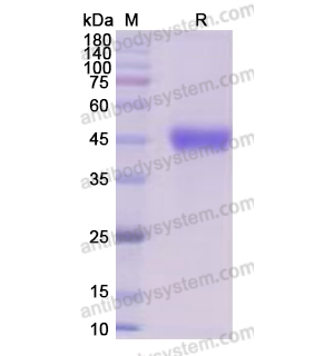 重组CD5蛋白,Recombinant Human CD5, C-His