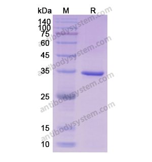 重組CDK1蛋白,Recombinant Human CDK1, N-His