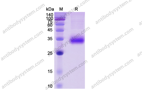 重组CD2蛋白,Recombinant Human CD2, C-His